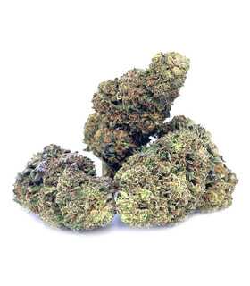 Fleur de CBD Cheese 14 % Cbd Indoor