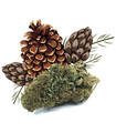 AMNESIA HAZE Fleur de CBD
