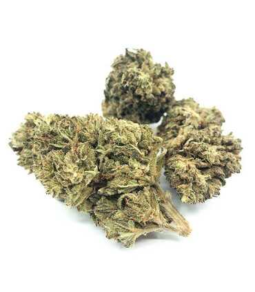 Fleurs CBD Lemon Haze | Brume de Citron