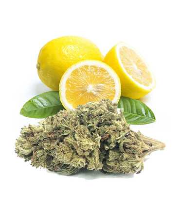 Fleurs CBD Lemon Haze | Brume de Citron