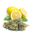 Fleurs CBD Lemon Haze | Brume de Citron
