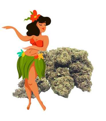 Hawaïenne Skunk Green House